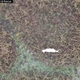 Image for article titled Sausage-dangling drone saves lost dog’s life